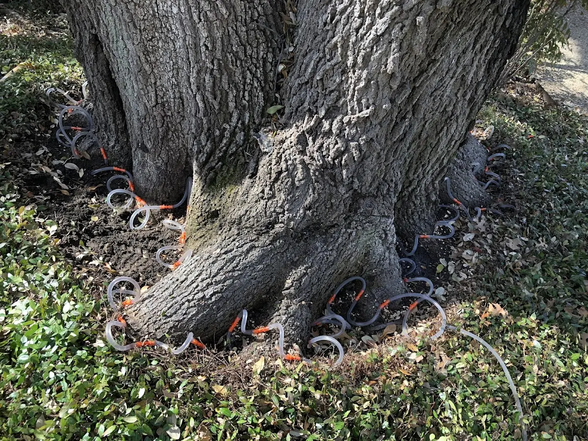 Detailed Tree Cabling and Bracing job site in Jetersville