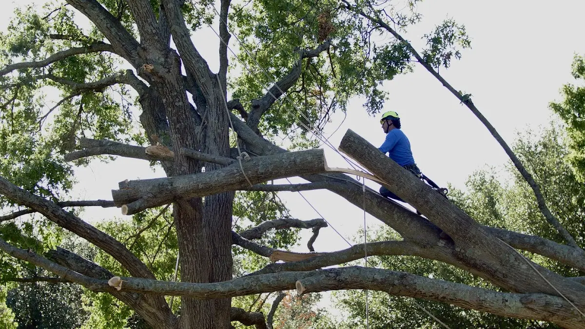 Professional Crown Thinning performed by certified arborists in Jetersville